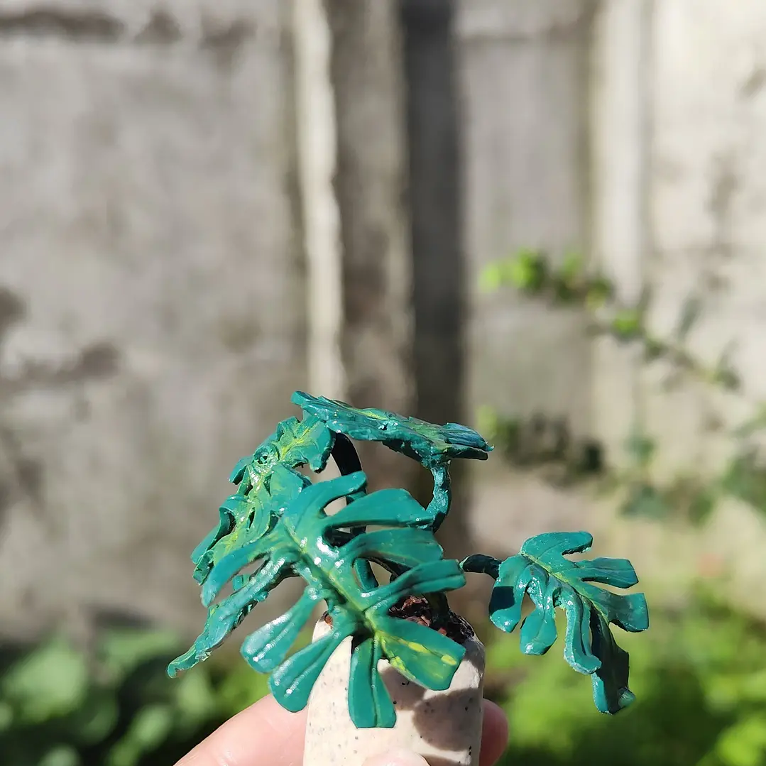 Monstera Deliciosa 1 ♥ 6