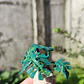 Monstera Deliciosa 1 ♥ - Miniatura 6