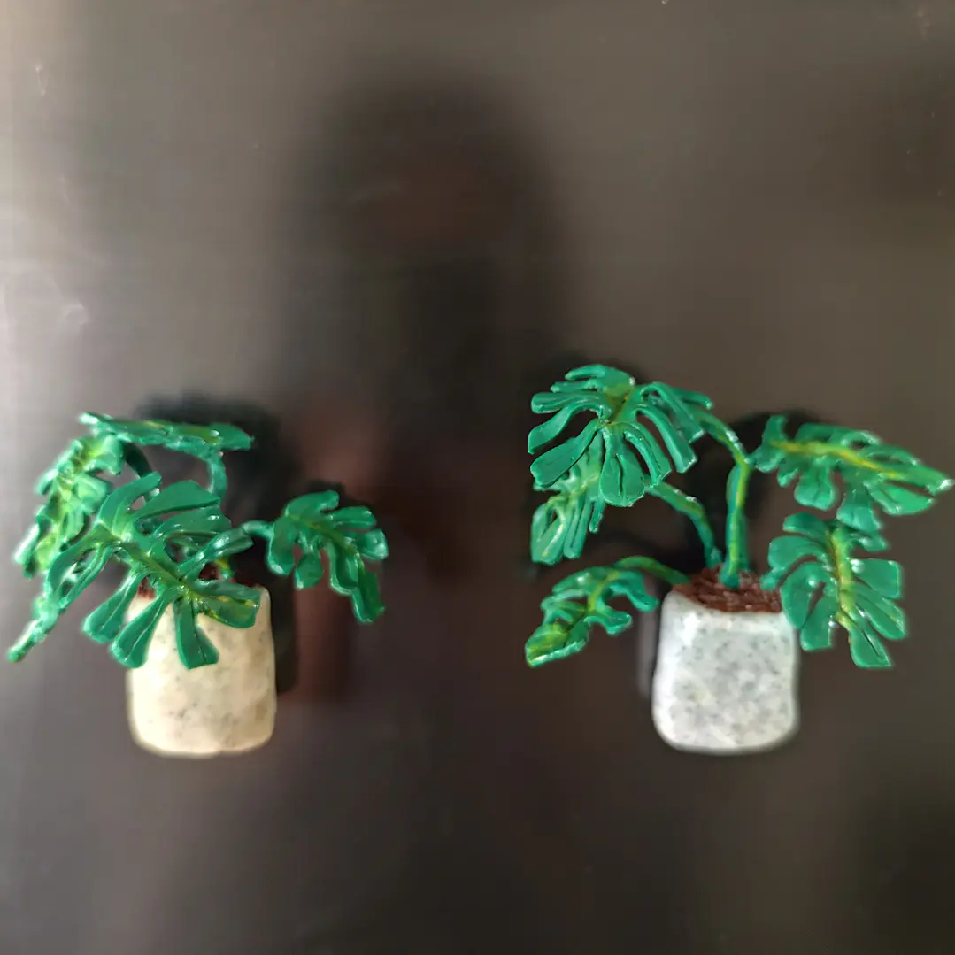 Monstera Deliciosa 1 ♥ 7