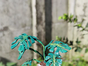 Monstera Deliciosa 2 ♥