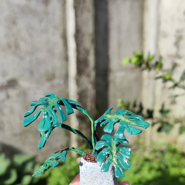 Monstera Deliciosa 2 ♥ 1