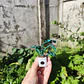 Monstera Deliciosa 2 ♥ - Miniatura 3