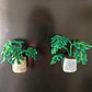 Monstera Deliciosa 2 ♥ - Miniatura 5