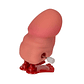 Jumping Wind Up Penis - vignette 2