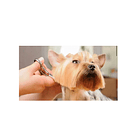 Kit Máquina Cortapelo Mascotas Recargable Variado 3