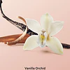 Loción Corporal Vanilla Orchid Sandalwood