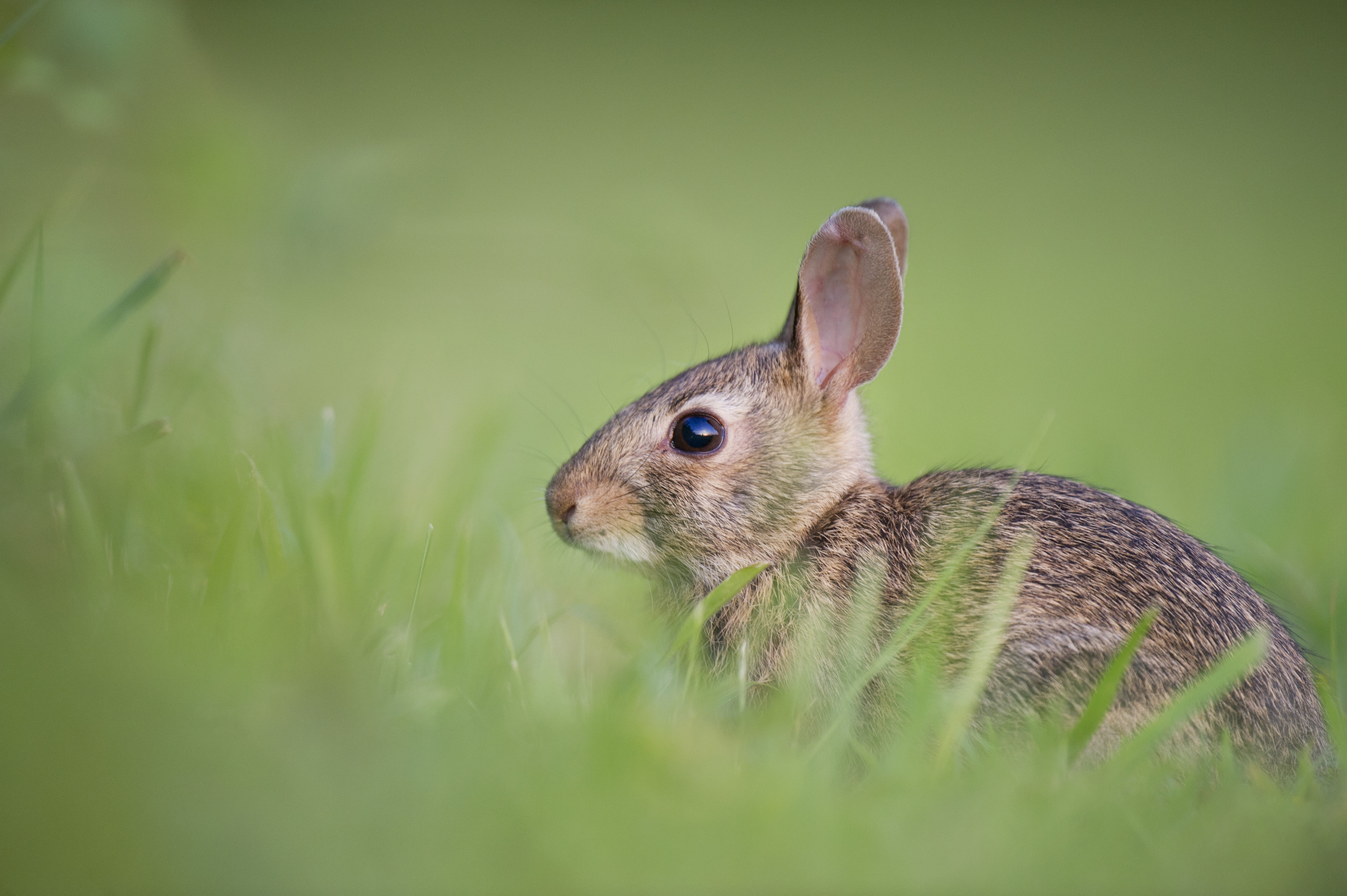 Por Qué Debemos Preferir Productos Cruelty Free ?