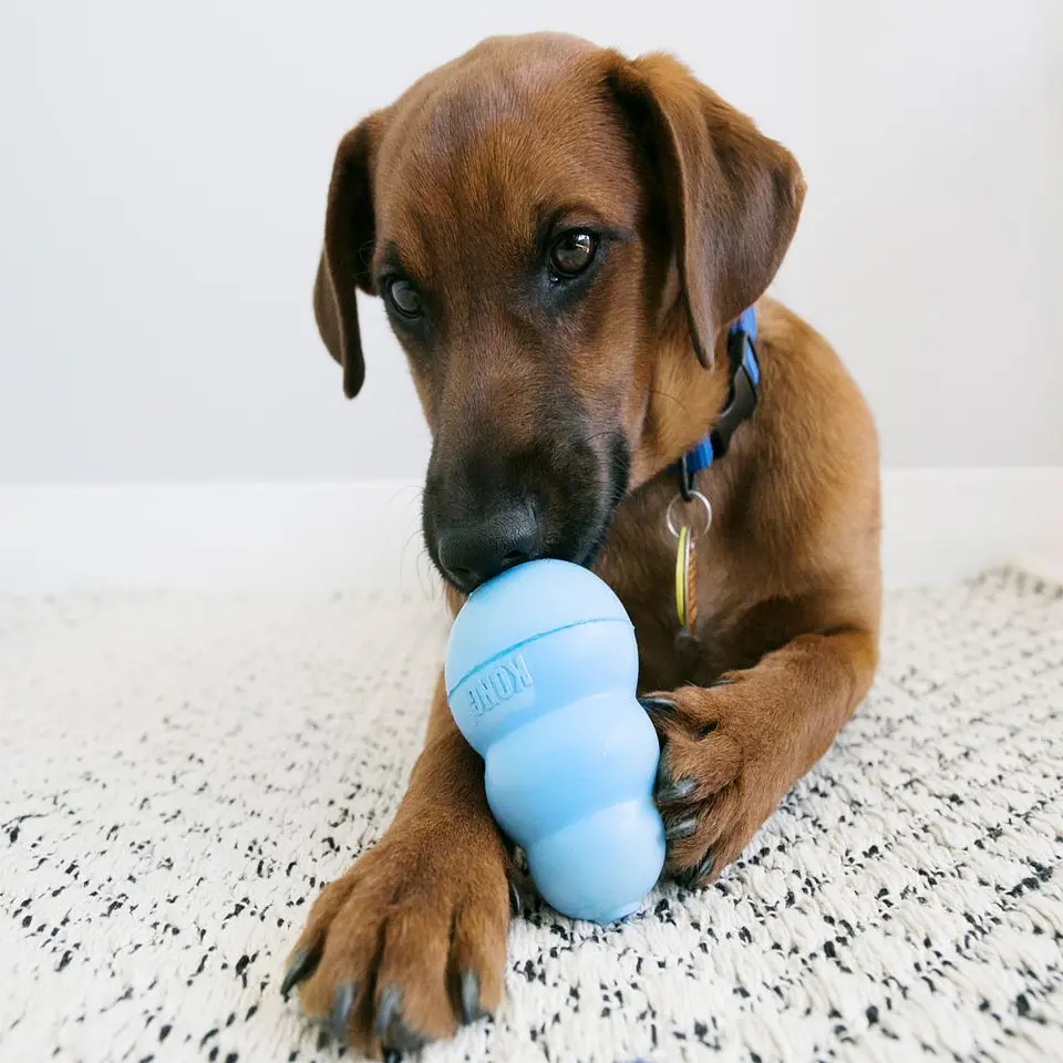 KONG Puppy M 2