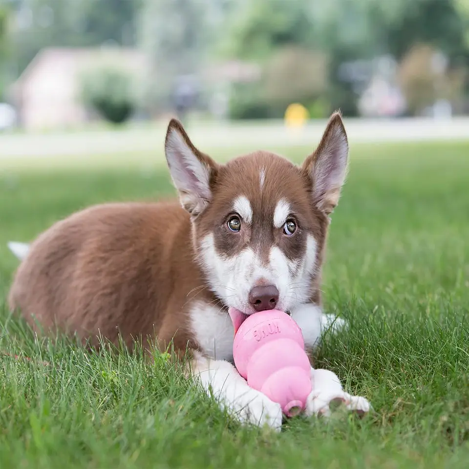 KONG Puppy L 2