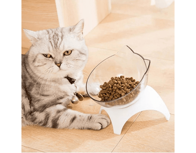 Bowl Plato Inclinado Ortopédico Para Gatos - Codystore