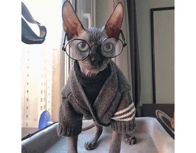 Lentes Gafas Para Mascotas Perros, Gatos - Cs
