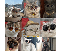 Lentes Gafas Para Mascotas Perros, Gatos - Cs