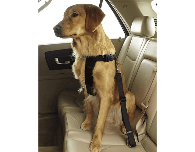 Cinturón de seguridad para mascotas