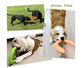 Frisbee Para Perros De Alta Resistencia Juguete Mascotas Cs