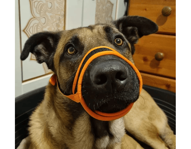 Bozal De Nylon Ajustable Para Perros - Variedad En Tallas Cs