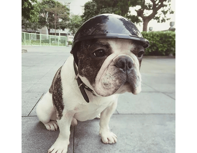 Casco De Protección Premium Para Mascotas Bicicleta Moto Cs