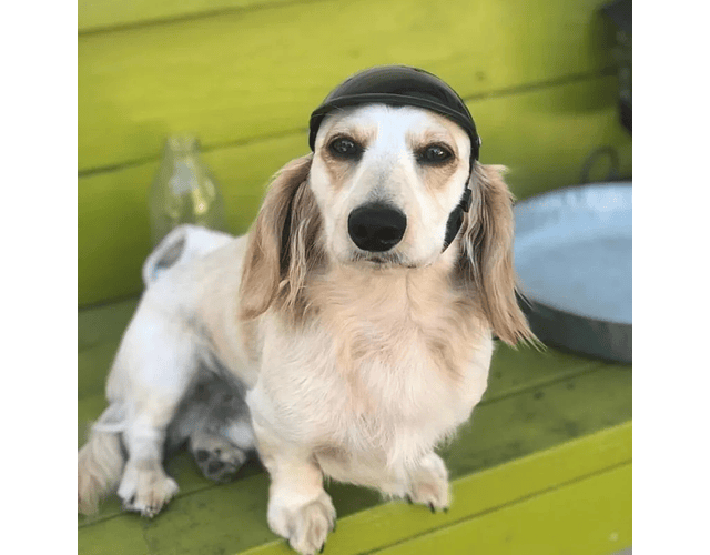 Casco De Protección Premium Para Mascotas Bicicleta Moto Cs