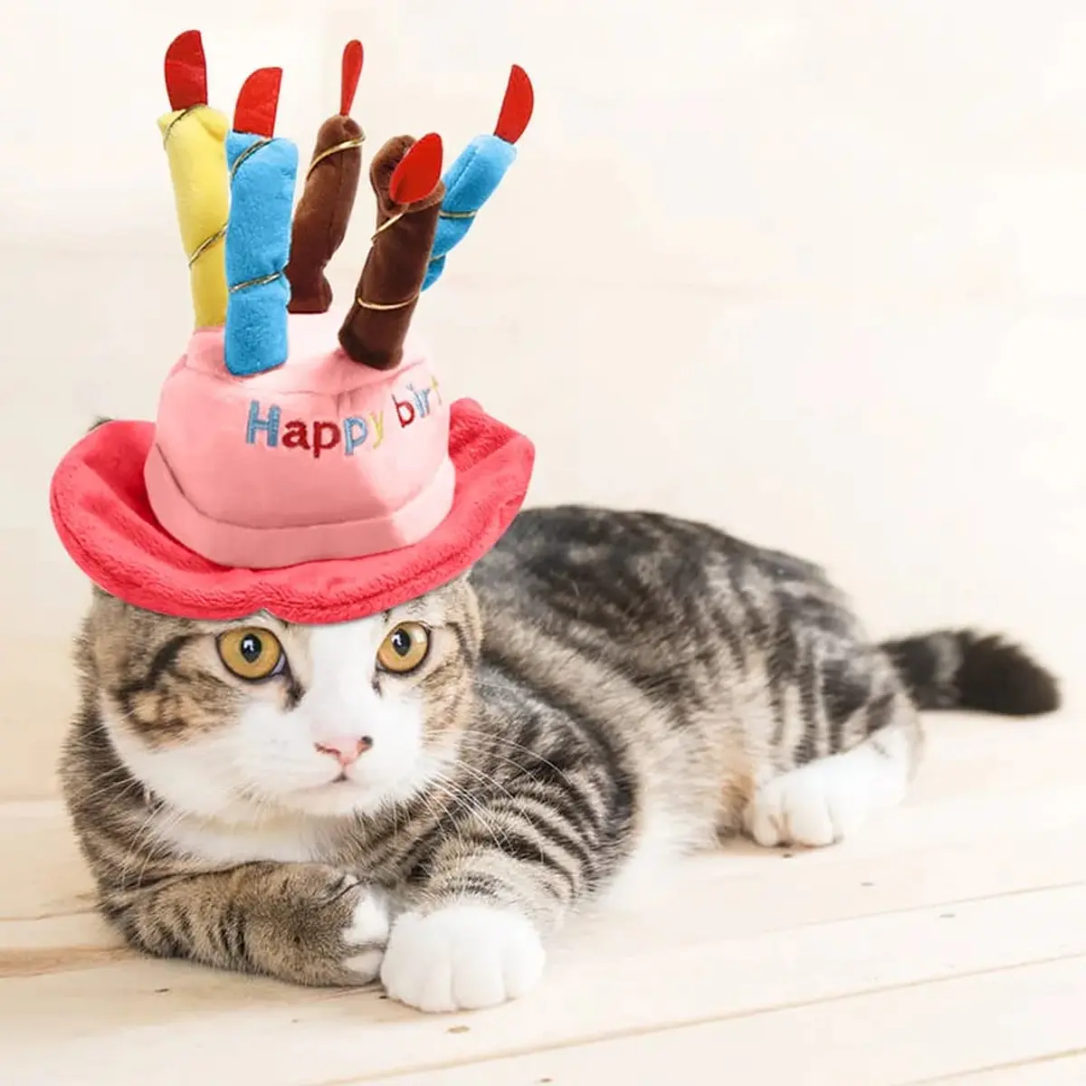 fiesta de gatos