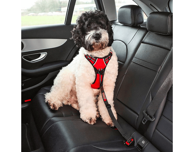 Cinturón De Seguridad Kong Seat Belt Mascotas Perro Auto