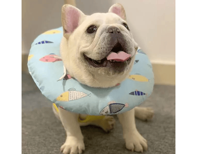 Collar Isabelino Para Perros, Gato Collar Antiestrés Donuts