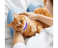 Collar Antipulga Y Garrapatas Para Gatos Protección 8 Meses
