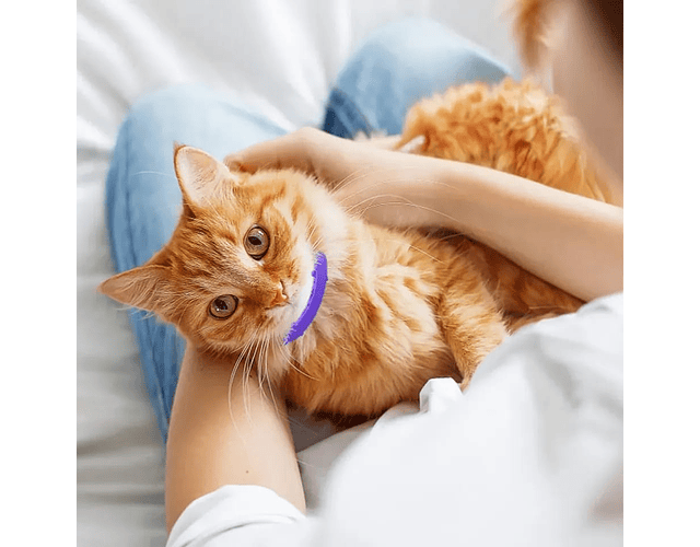 Collar Antipulga Y Garrapatas Para Gatos Protección 8 Meses