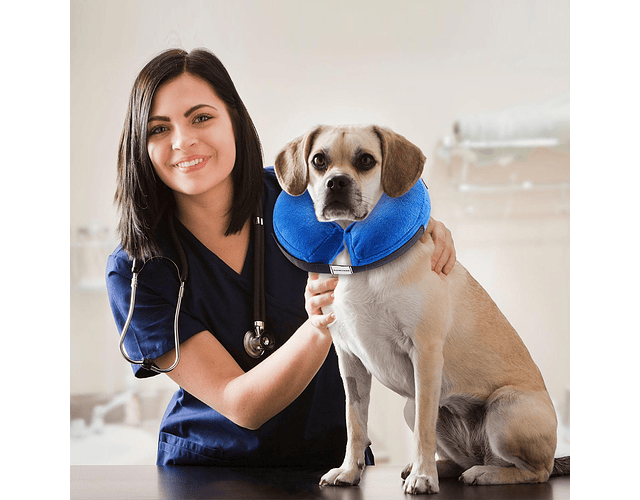 Collar Isabelino Inflable Protector Perros Y Gatos Talla Xl