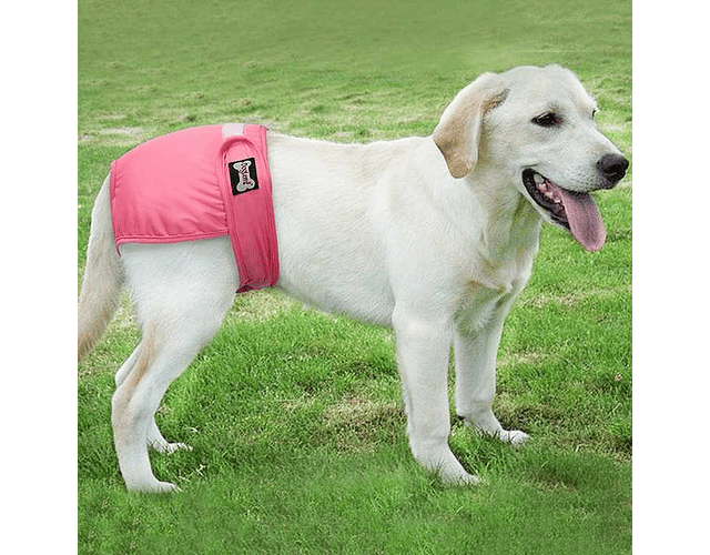 Calzones Para Perritas Calzon De Celo Pipi Mascotas Talla XL