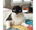 Máscara 3d Para Gato Tipo Batman Disfraz De Murciélago - Cs