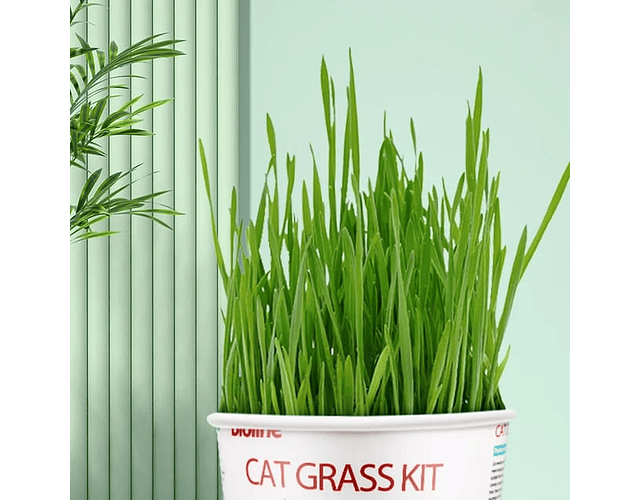 Kit Completo De Hierba Gatera Semillas Catnip Bioline Gatos