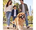 Bozal Para Perro De Neopreno Acolchado Adiestramiento Canino