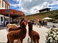 Medellín Tour: Guatapé & El Peñol Rock - thumbnail 2