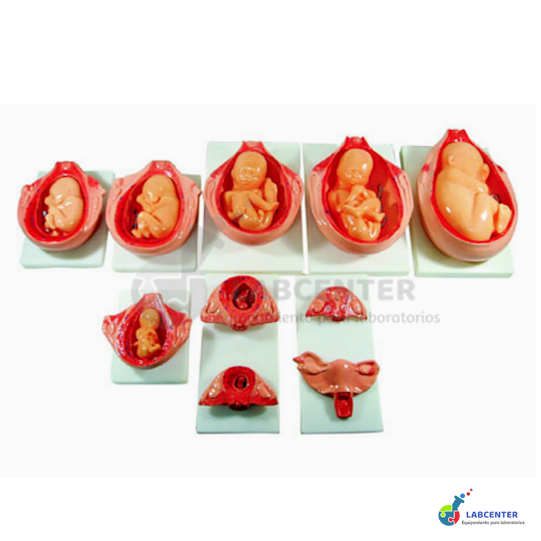 MODELO DESARROLLO FETAL GESTIONAL 1