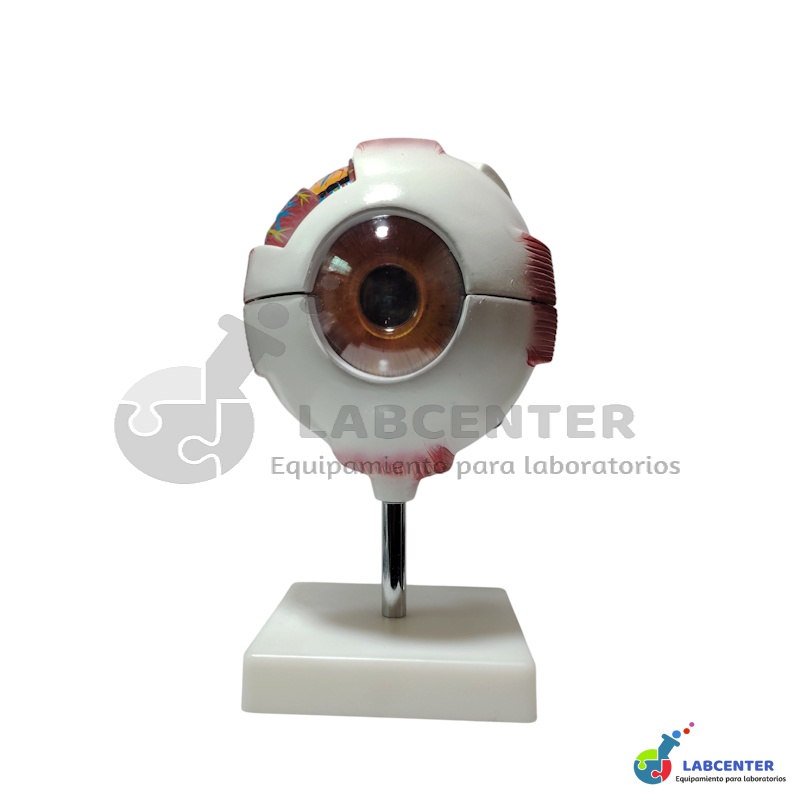 MODELO GIGANTE DE OJO