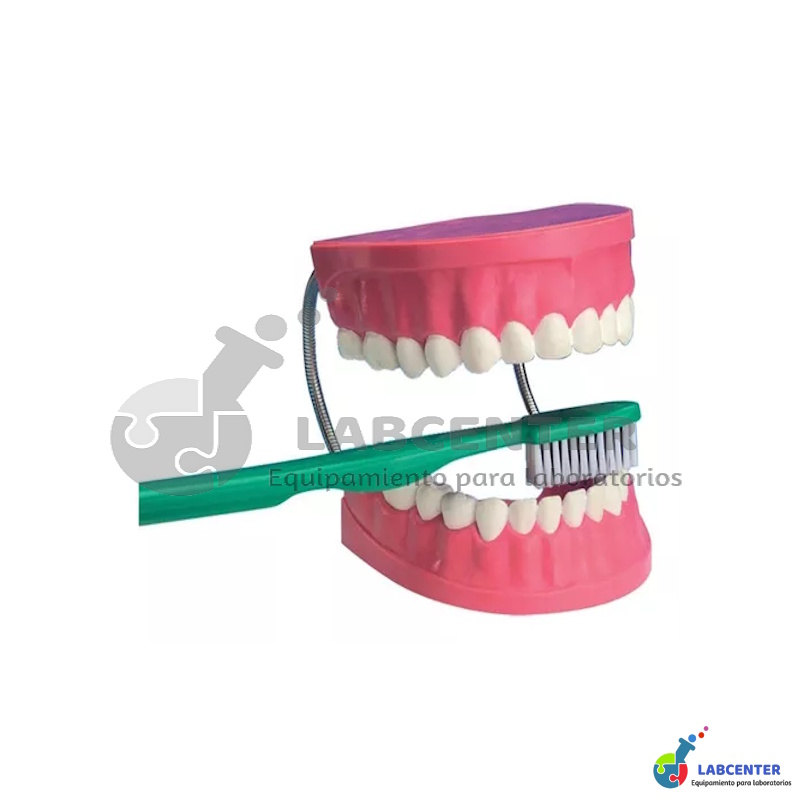Modelo de cuidado dental (28dientes)