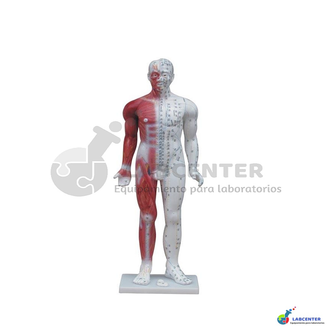 CUERPO HUMANO MUSCULO 84 CM 1