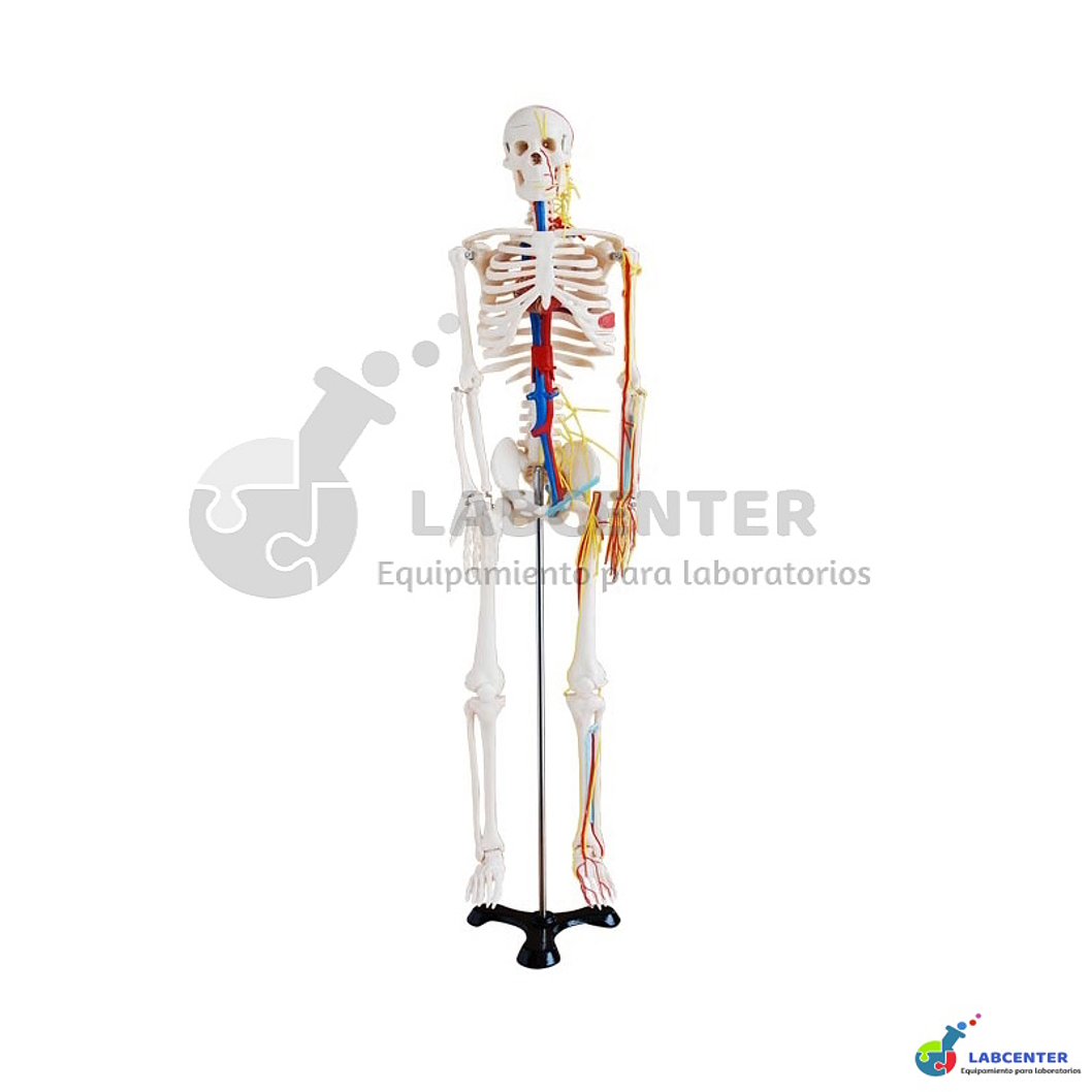 ESQUELETO VASOS SANGUINEOS 85 CM 1