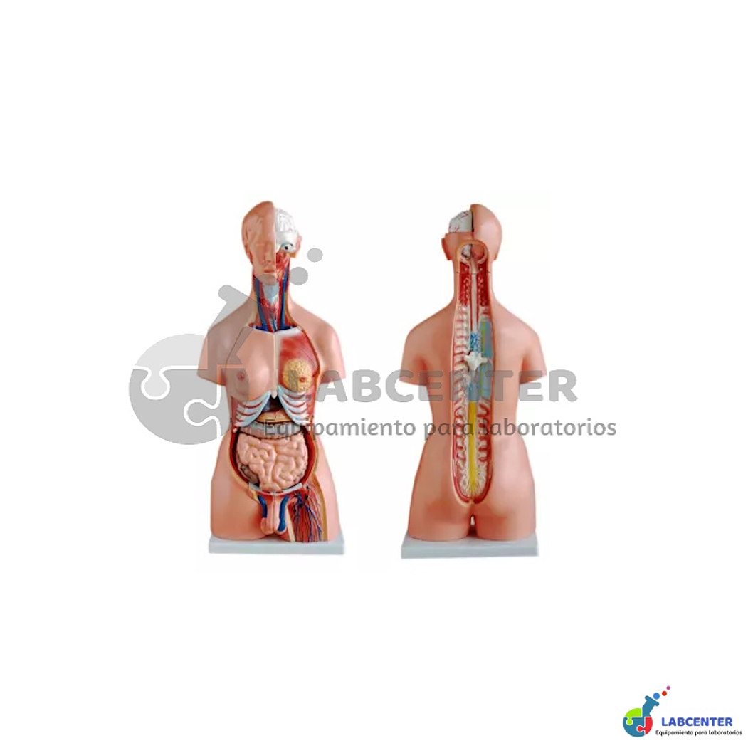 MODELO DE TORSO 45 CM 23 PARTES 1