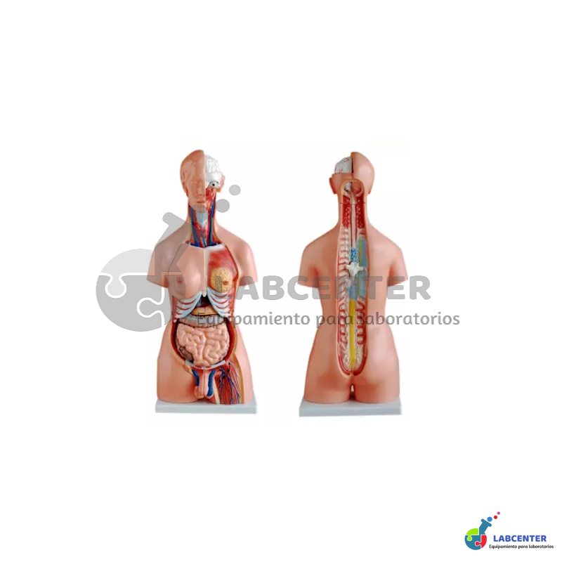 Torso Unisex 23 partes 45 cm