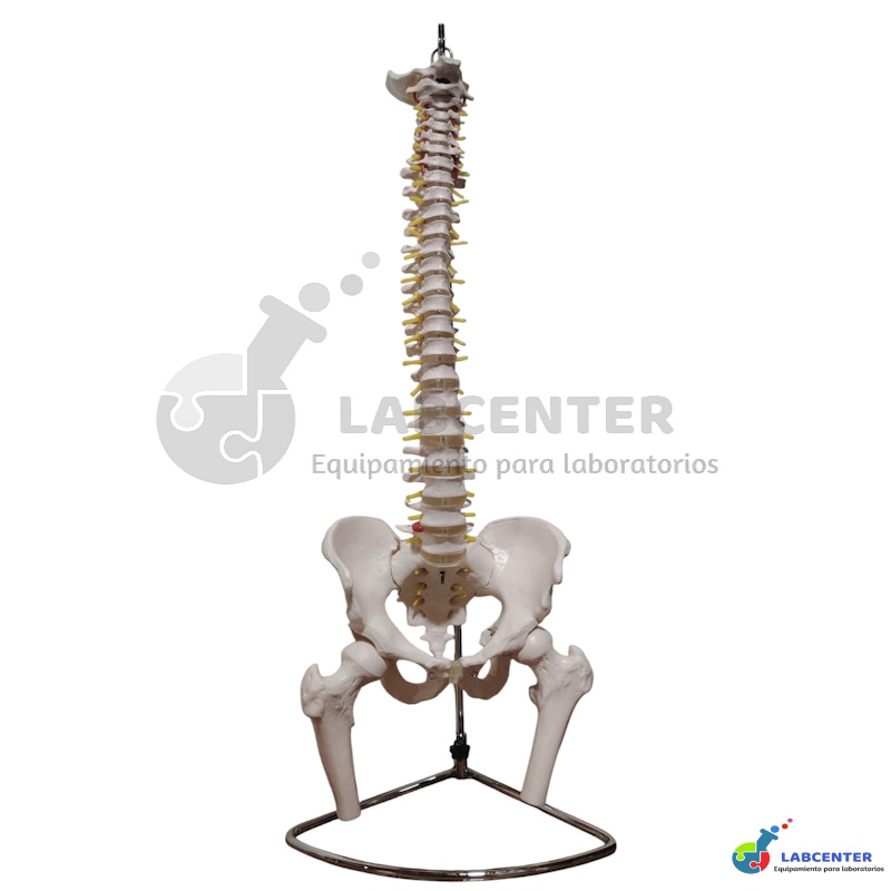 Modelo Columna Vertebral Blanca