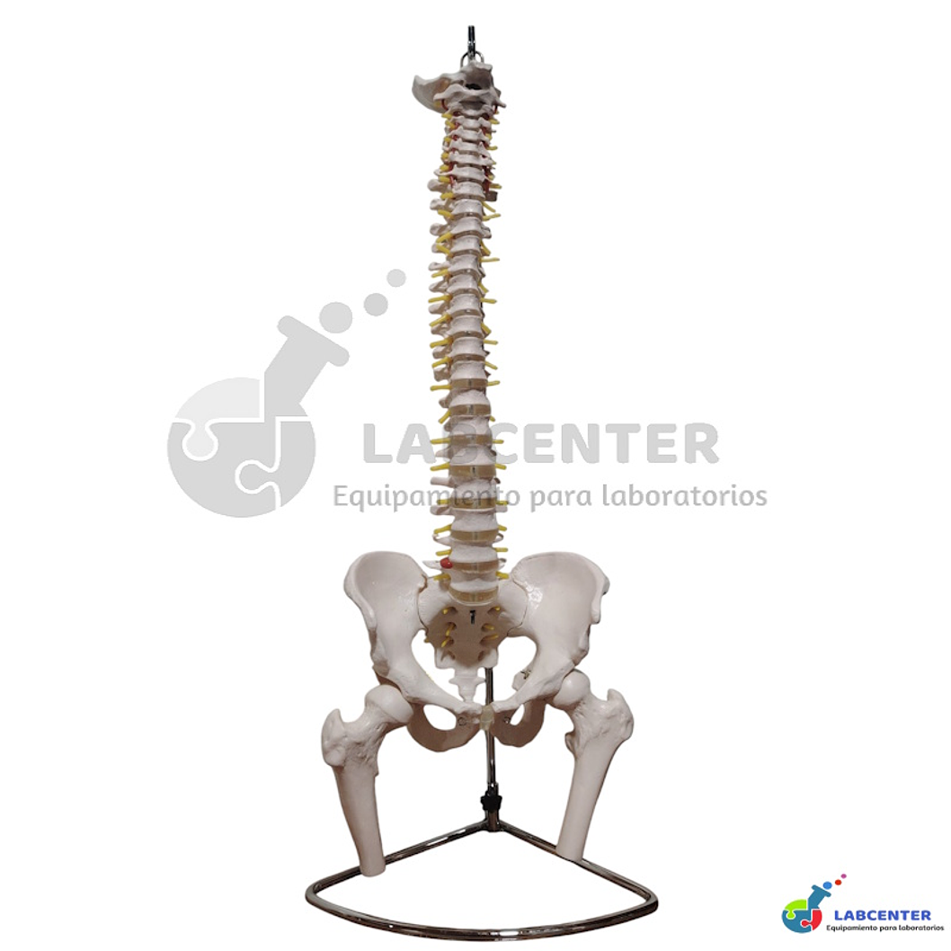 MODELO COLUMNA VERTEBRAL 1