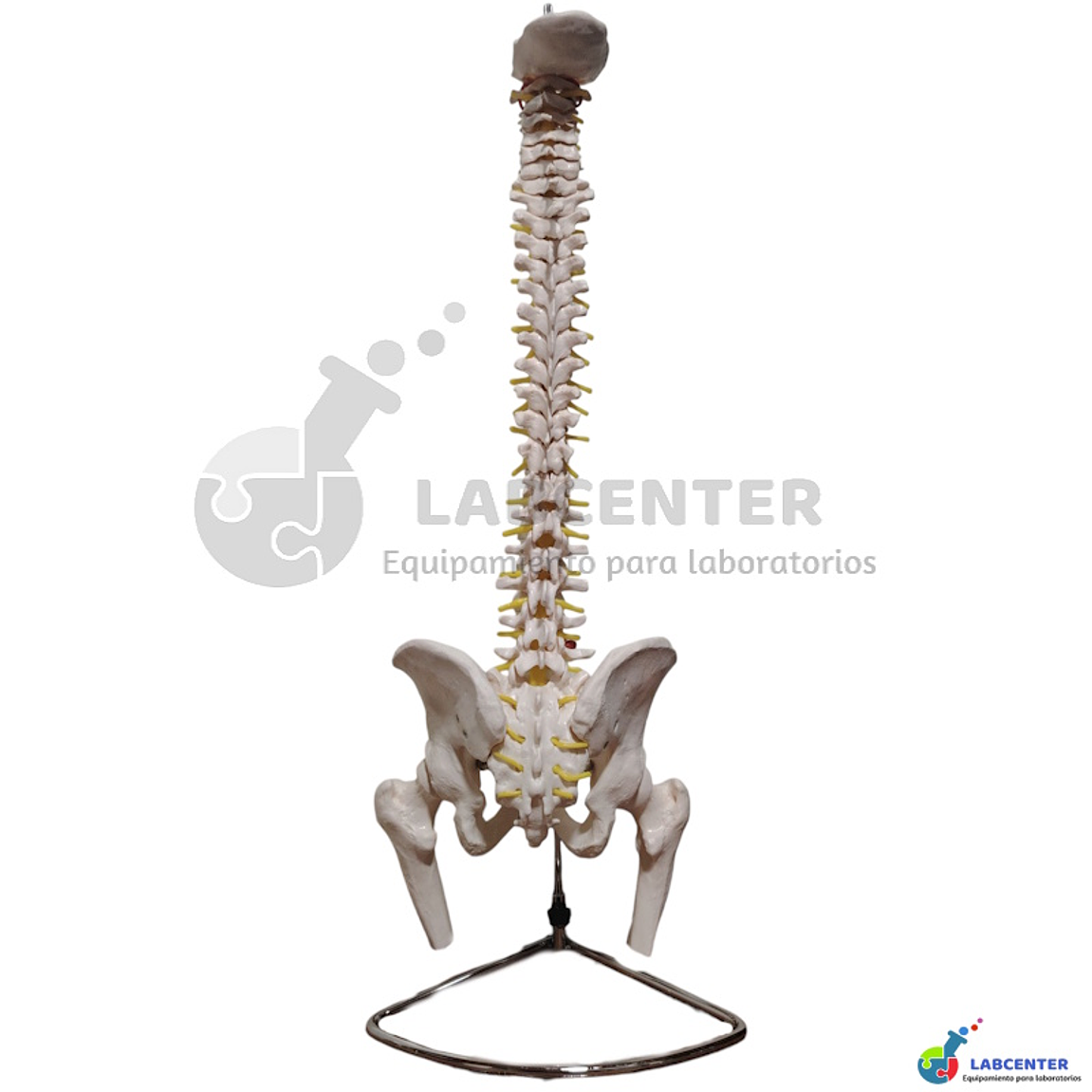 MODELO COLUMNA VERTEBRAL 2