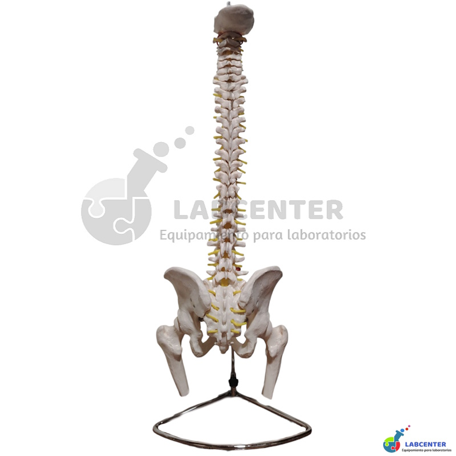 MODELO COLUMNA VERTEBRAL 2