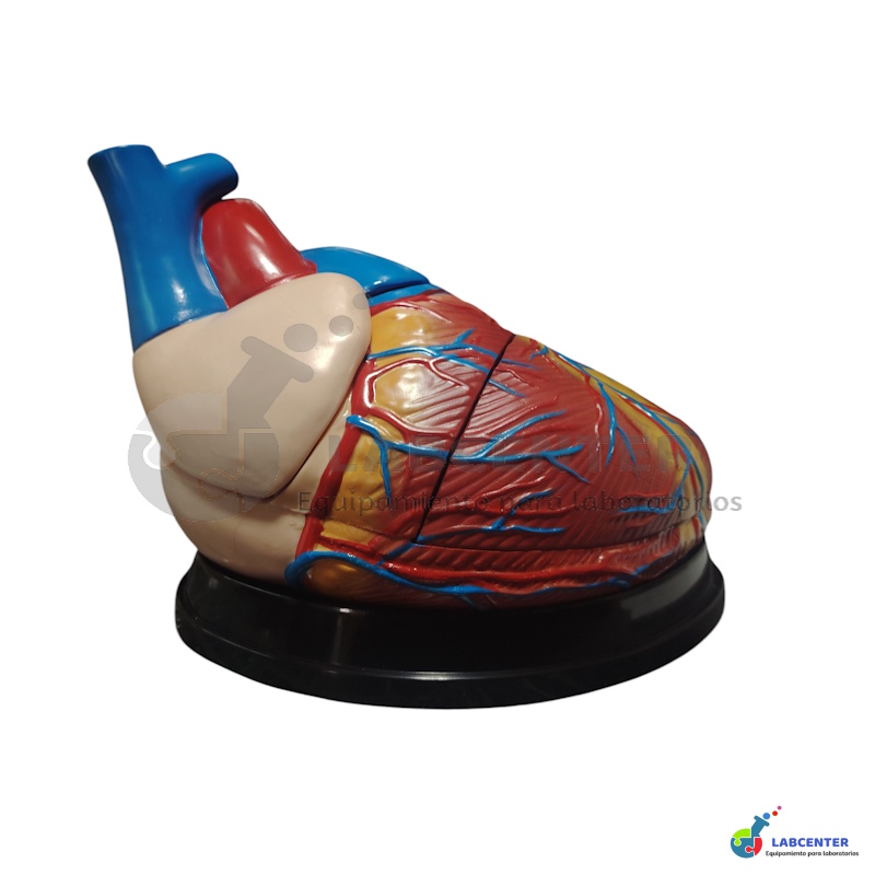MODELO CORAZON 3 PARTES