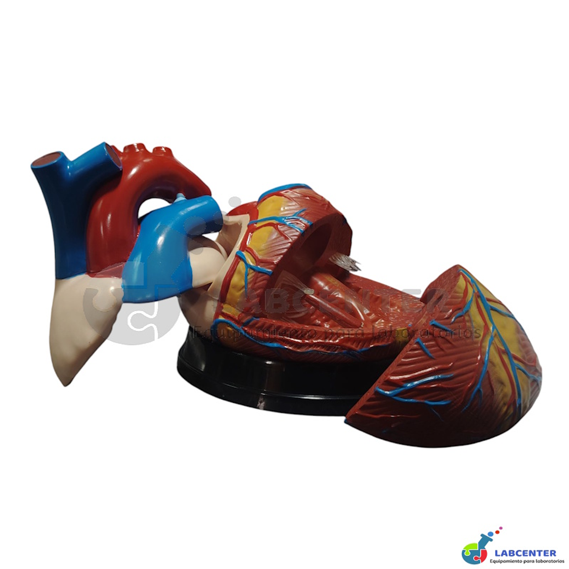 MODELO CORAZON 3 PARTES 2