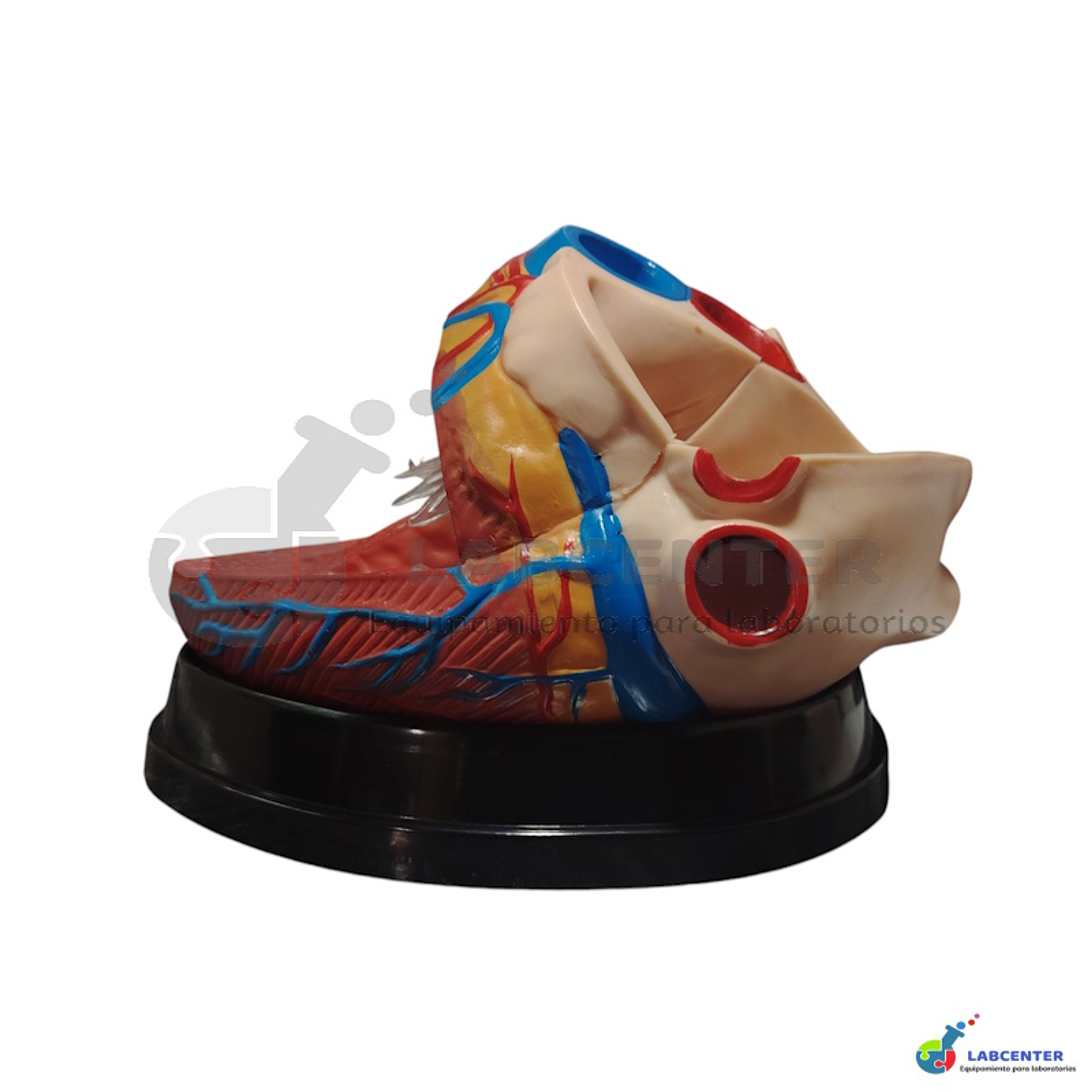 MODELO CORAZON 3 PARTES 3