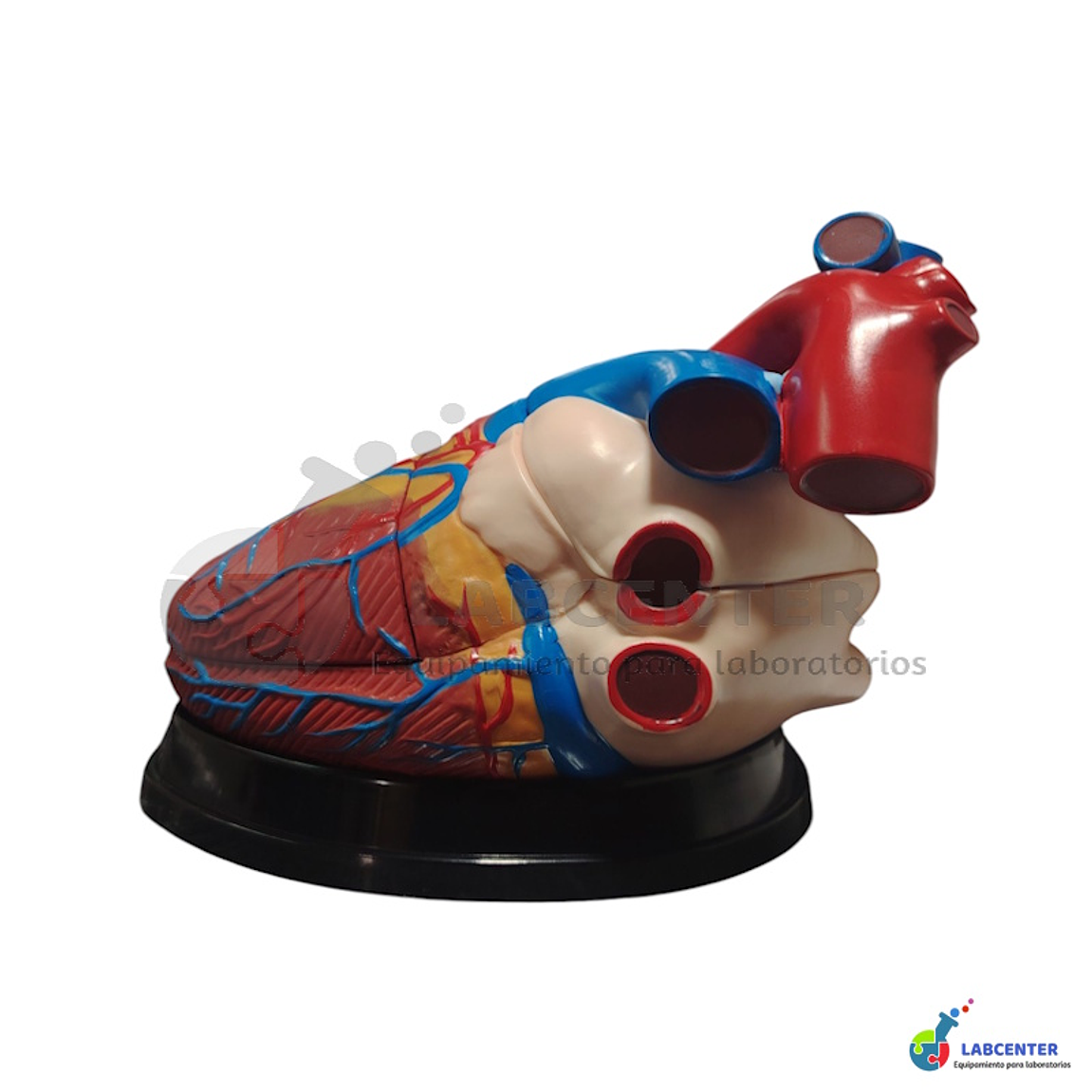 MODELO CORAZON 3 PARTES 4