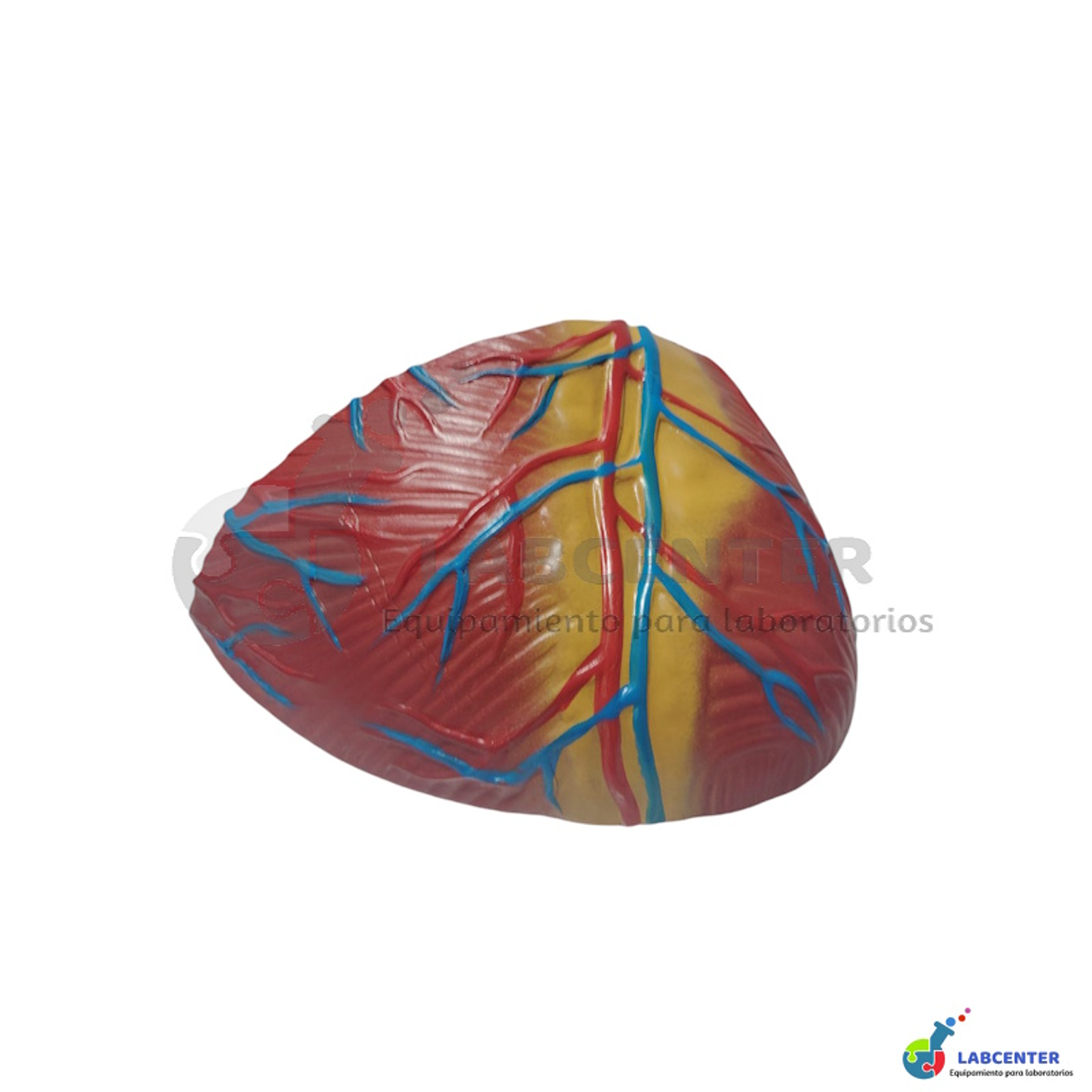 MODELO CORAZON 3 PARTES 5