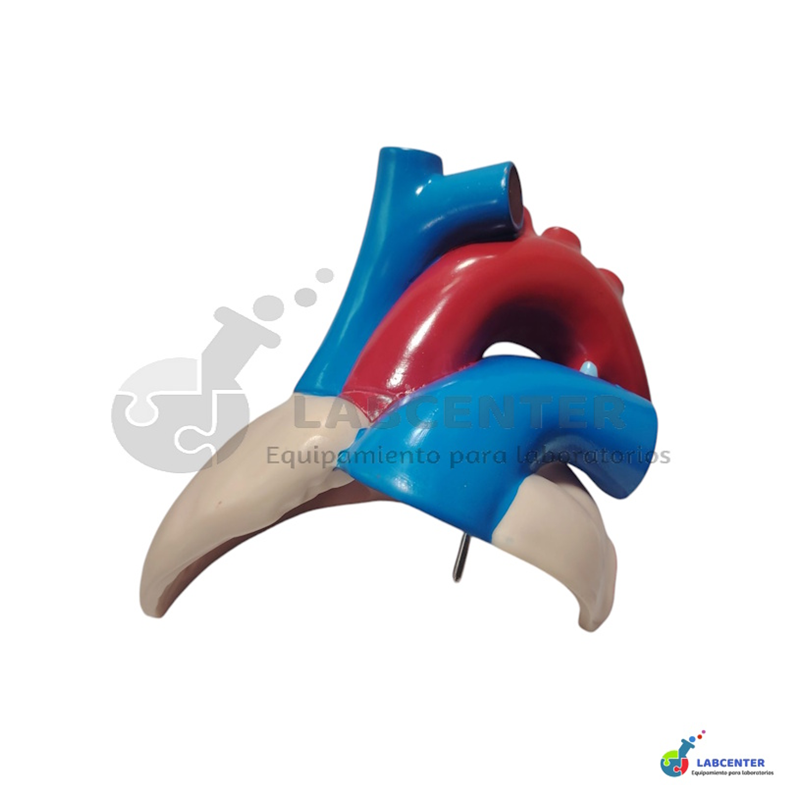 MODELO CORAZON 3 PARTES 6