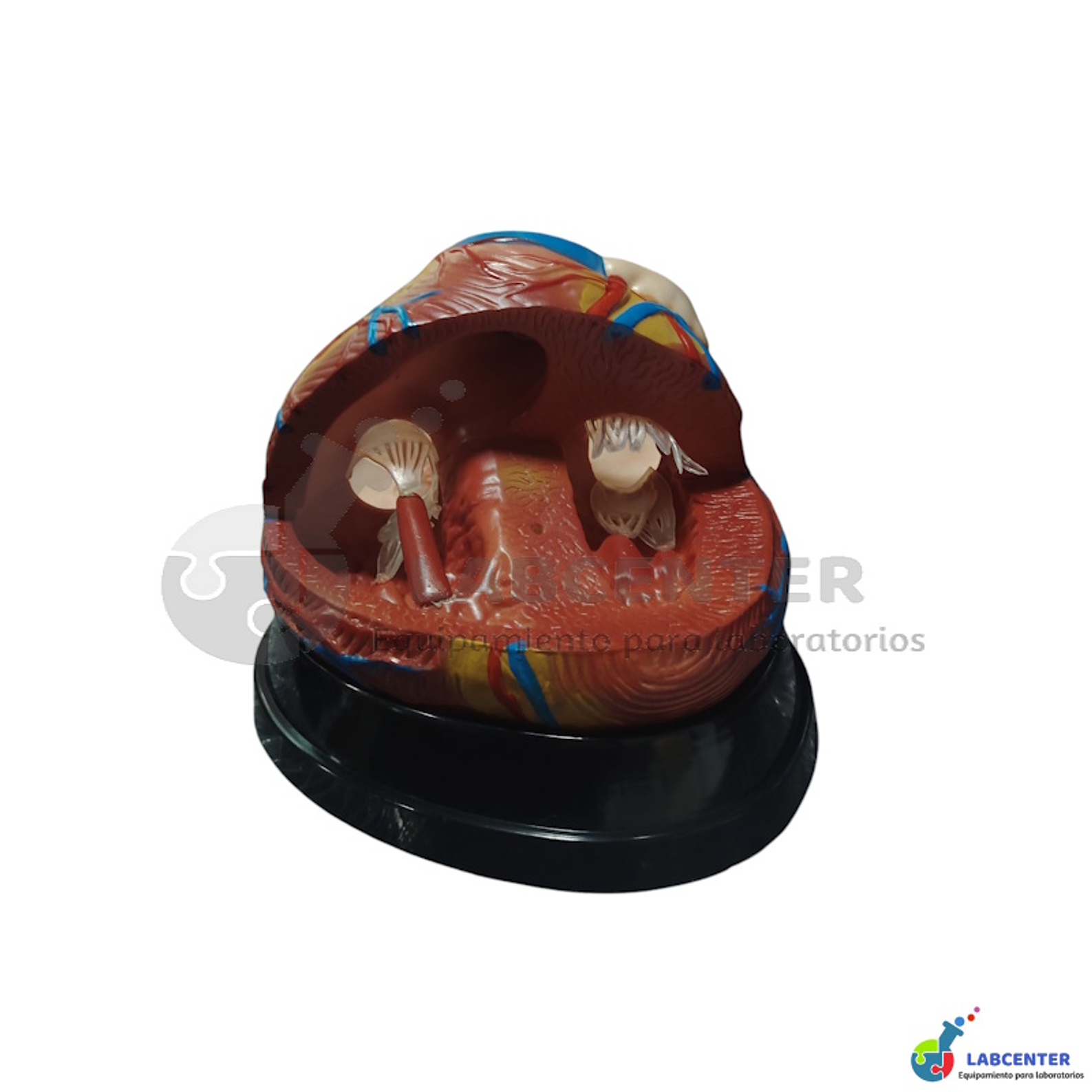 MODELO CORAZON 3 PARTES 7